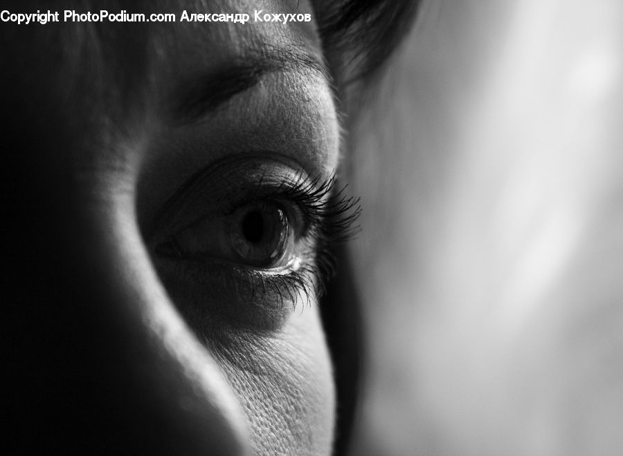 Beak, Bird, Face, Head, Portrait, Person