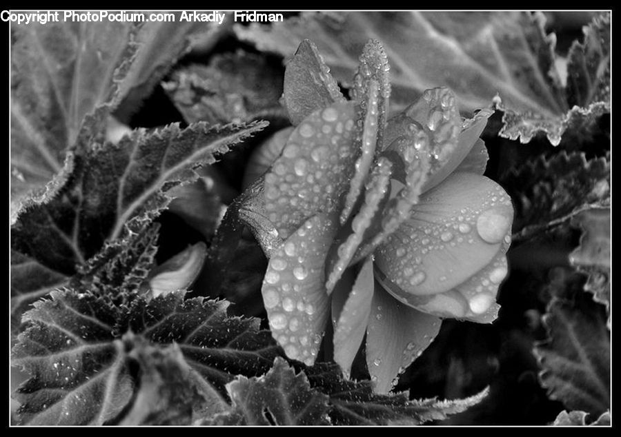 X-Ray, Frost, Ice, Outdoors, Snow, Blossom, Flower
