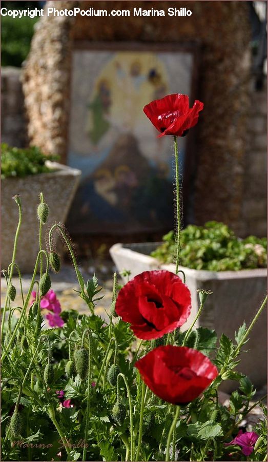 Plant, Potted Plant, Blossom, Flora, Flower, Poppy, Rose