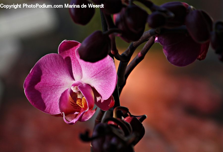 People, Person, Human, Blossom, Flora, Flower, Orchid