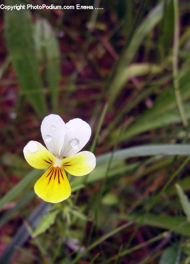 Fiber, Flax, Flora, Flower, Plant, Blossom, Crocus