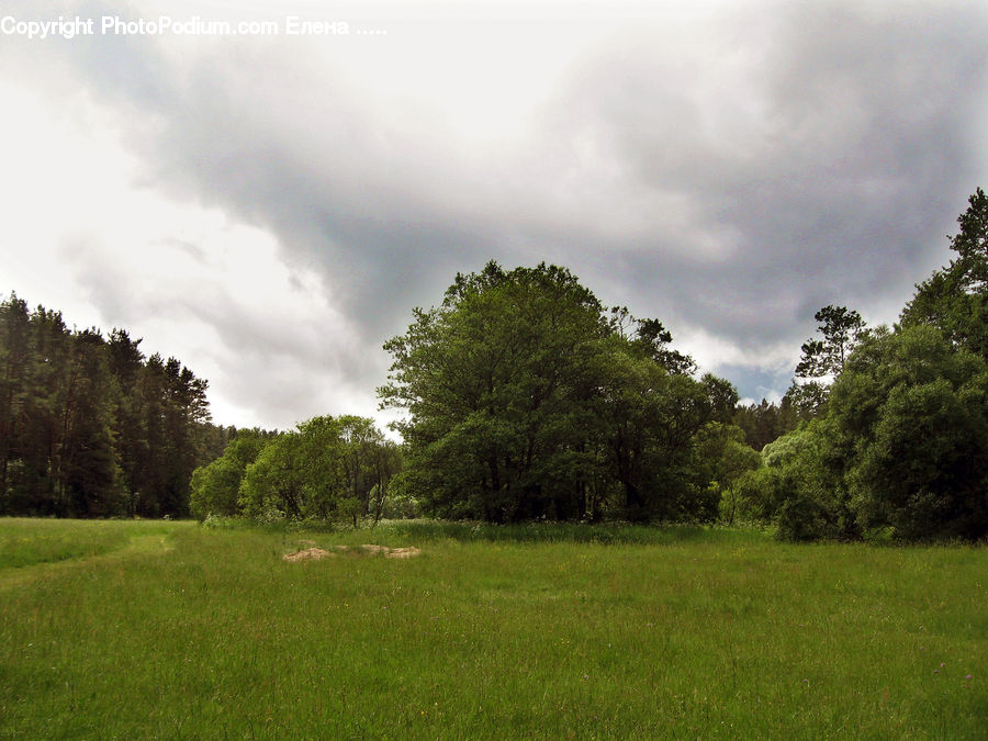Field, Grass, Grassland, Land, Outdoors, Plant, Lawn