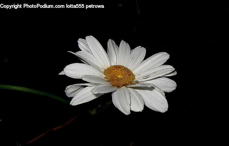 Daisies, Daisy, Flower, Plant, Cosmos, Asteraceae, Blossom