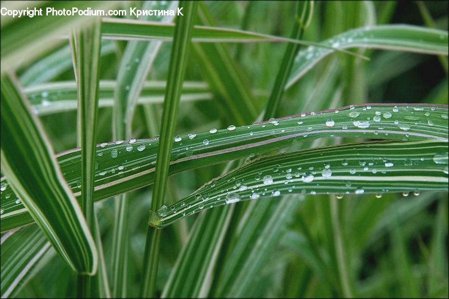 Field, Grass, Grassland, Plant, Dill, Conifer, Fir