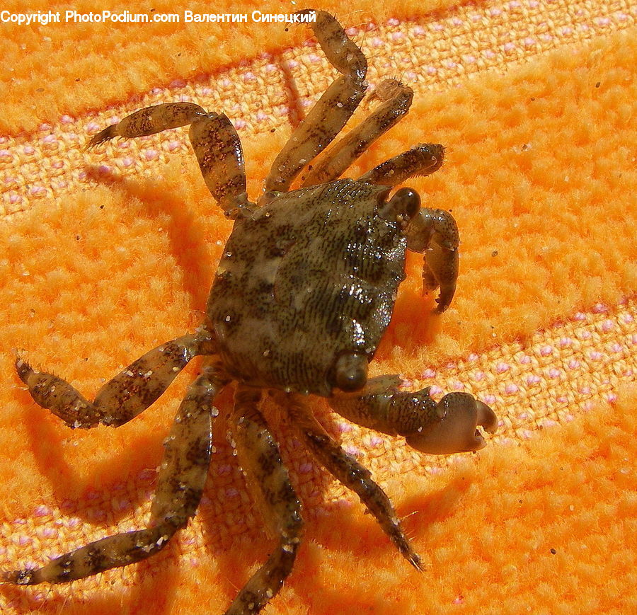 Arachnid, Garden Spider, Insect, Invertebrate, Spider, Crab, Sea Life
