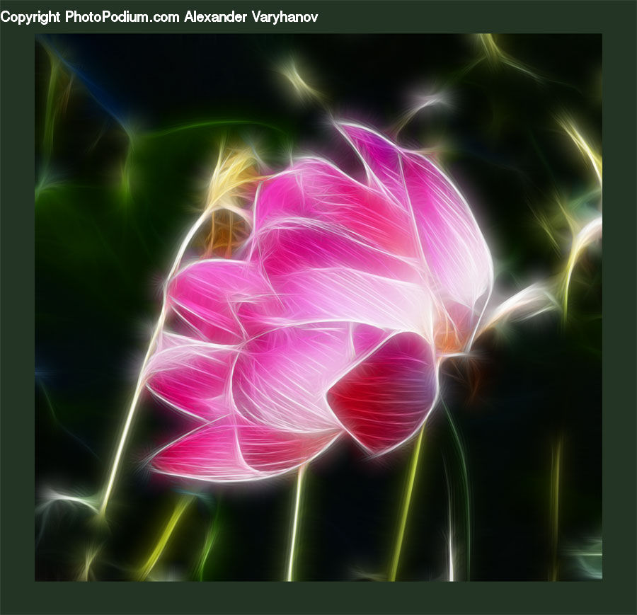 Light, Plasma, Blossom, Flora, Flower, Plant, Geranium