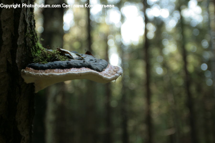 Agaric, Amanita, Fungus, Mushroom, Plant, Light, Lighting