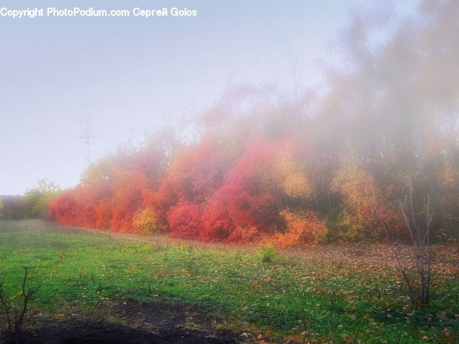 Smoke, Field, Grass, Grassland, Plant, Land, Outdoors
