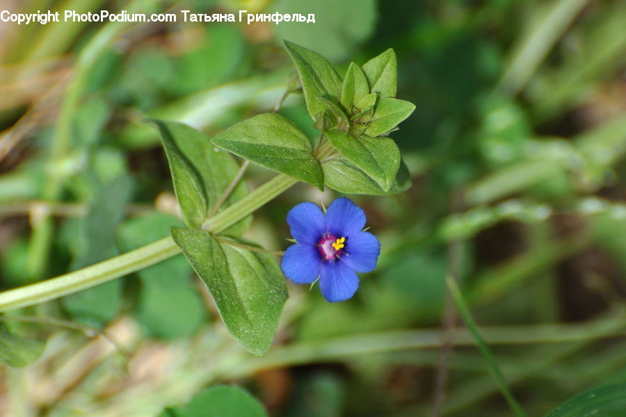 Fiber, Flax, Flora, Flower, Plant, Blueberry, Fruit