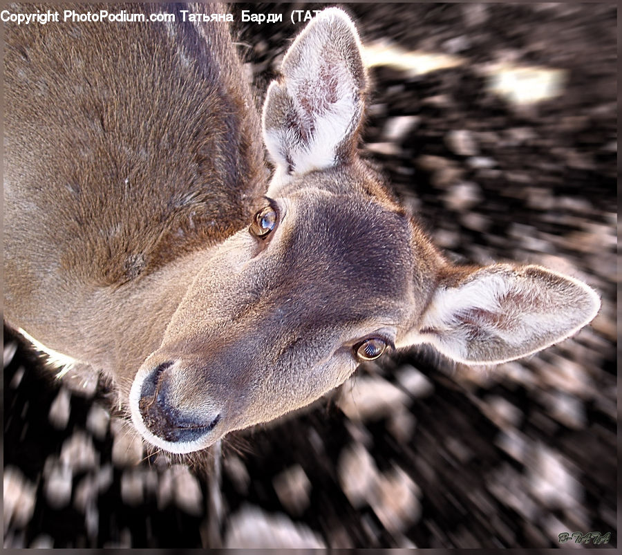 Animal, Deer, Mammal, Wildlife, Bongo, Percussion