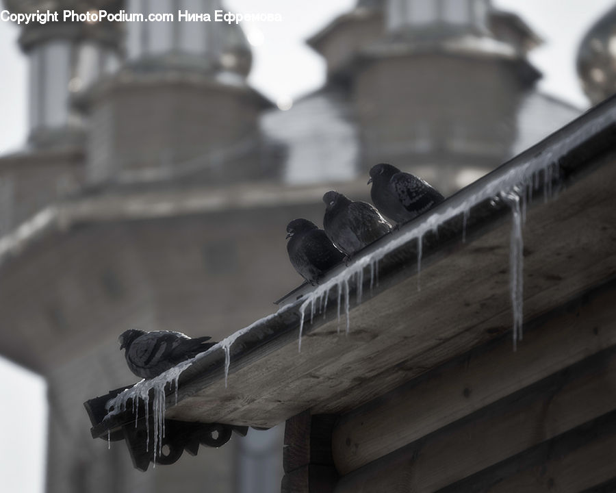 Bird, Pigeon, Art, Gargoyle, Statue, Dove