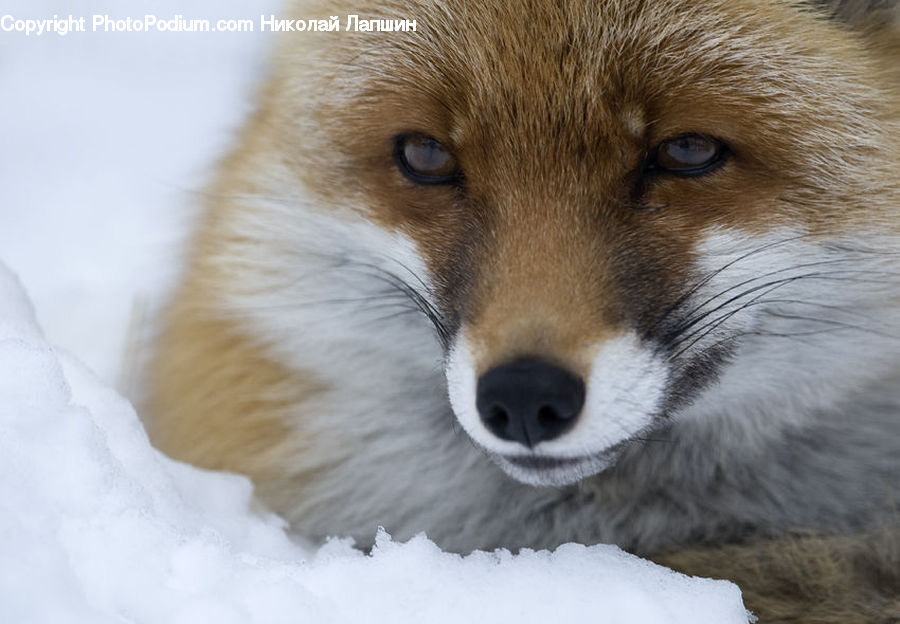 Animal, Canine, Fox, Grey Fox, Kit Fox, Mammal, Red Fox