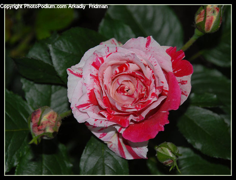 Blossom, Flower, Plant, Rose, Carnation, Flower Arrangement, Flower Bouquet