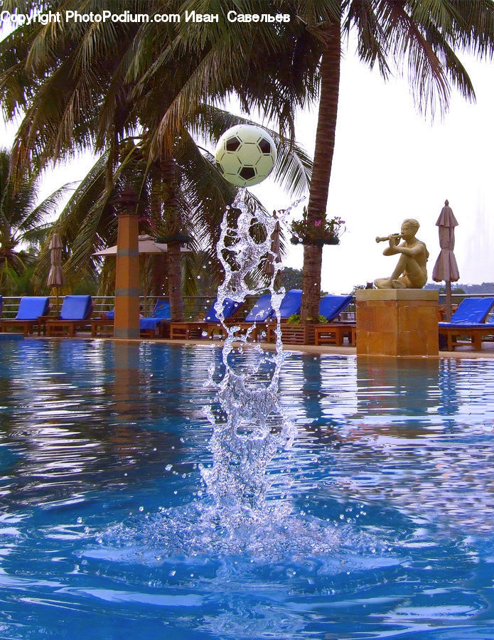 Pool, Water, Arecaceae, Palm Tree, Plant, Tree, Sport