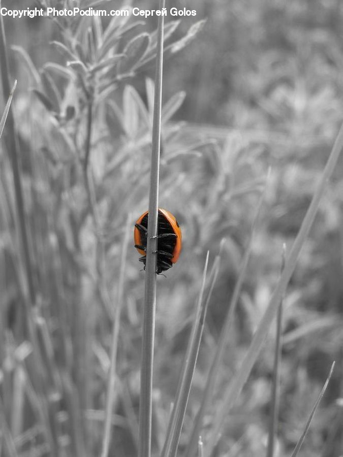 Bird, Blackbird, Field, Grass, Grassland, Plant, Blossom