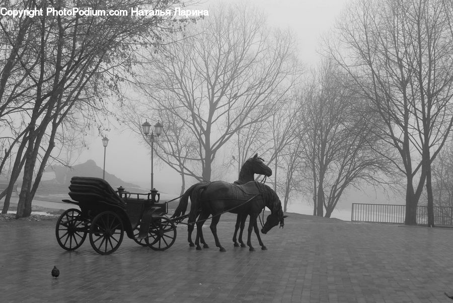 Bicycle, Bike, Vehicle, Animal, Horse, Mammal, Carriage