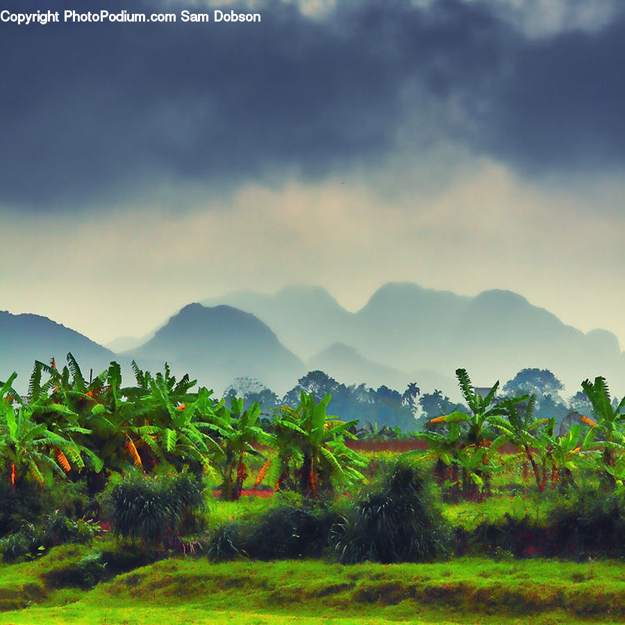 Moss, Plant, Field, Grass, Grassland, Land, Outdoors