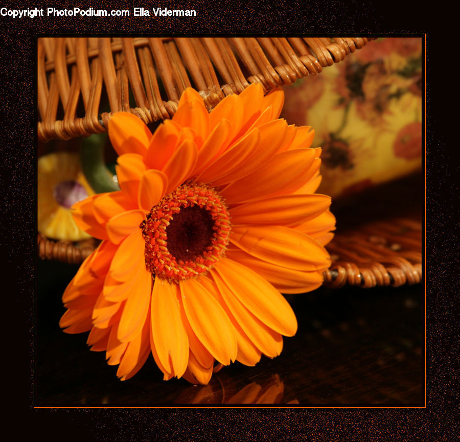 Daisies, Daisy, Flower, Plant, Blossom, Flora, Sunflower