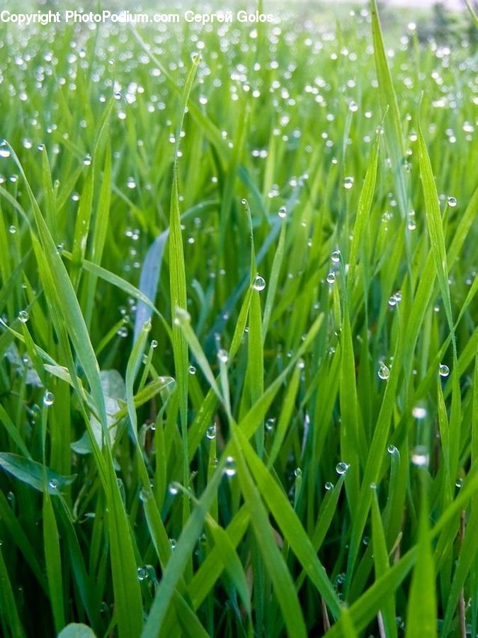 Field, Grass, Grassland, Plant, Blossom, Flora, Flower