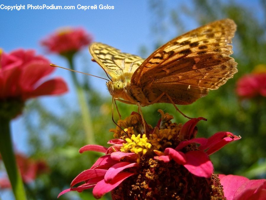 Butterfly, Insect, Invertebrate, Plant, Blossom, Flora, Flower