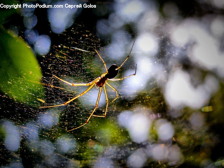 Arachnid, Garden Spider, Insect, Invertebrate, Spider, Nebula, Outer Space
