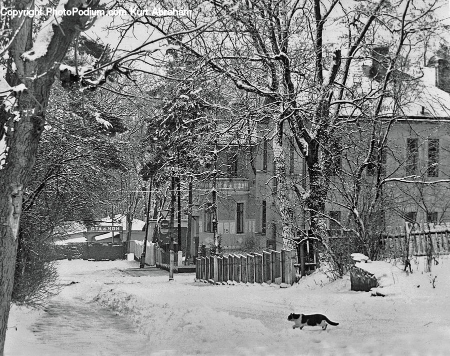 Ice, Outdoors, Snow, Plant, Tree, Downtown, Neighborhood