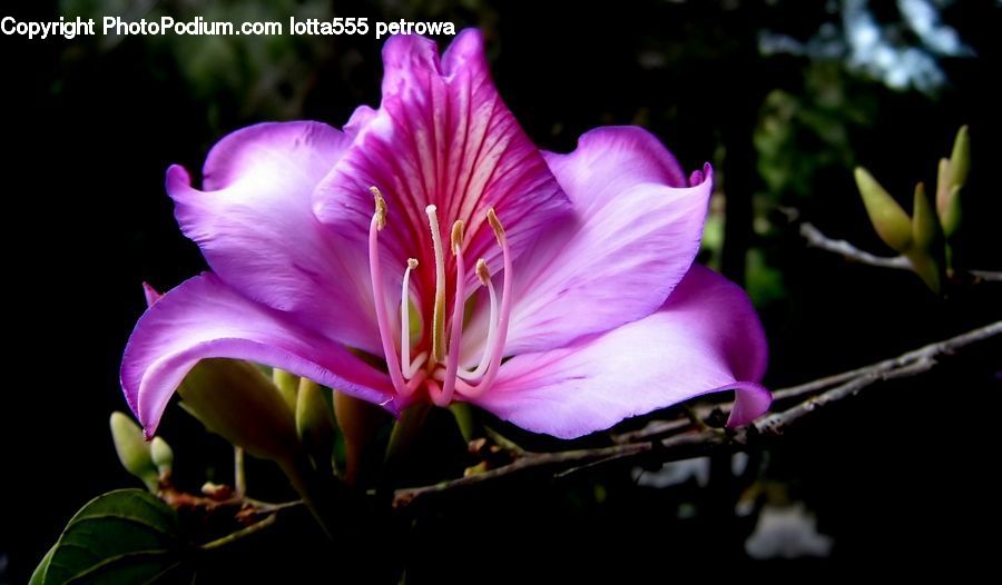 People, Person, Human, Flora, Flower, Gladiolus, Plant