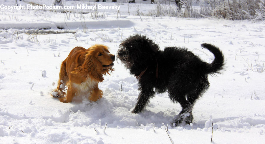 Animal, Canine, Cocker Spaniel, Dog, Mammal, Pet, Spaniel