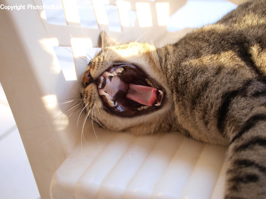 Animal, Cat, Mammal, Pet, Abyssinian