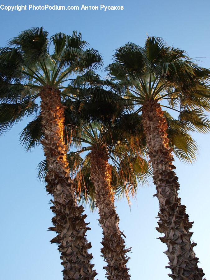 Palm Tree, Plant, Tree, Conifer, Fir, Pine, Spruce