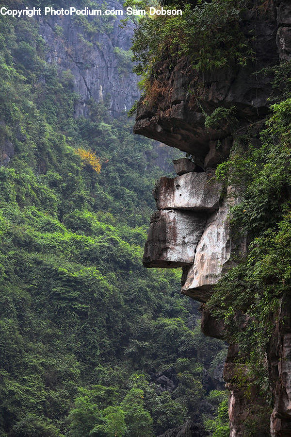 Cliff, Outdoors, Forest, Jungle, Rainforest, Vegetation, Tree Trunk