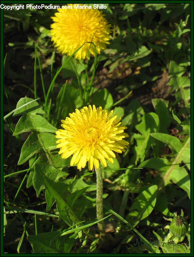 Dandelion, Flower, Plant, Asteraceae, Blossom, Flora, Dahlia