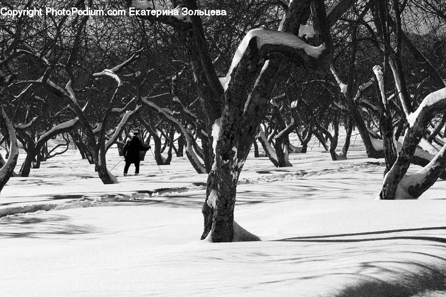 Ice, Outdoors, Snow, Oak, Tree, Wood, Plant