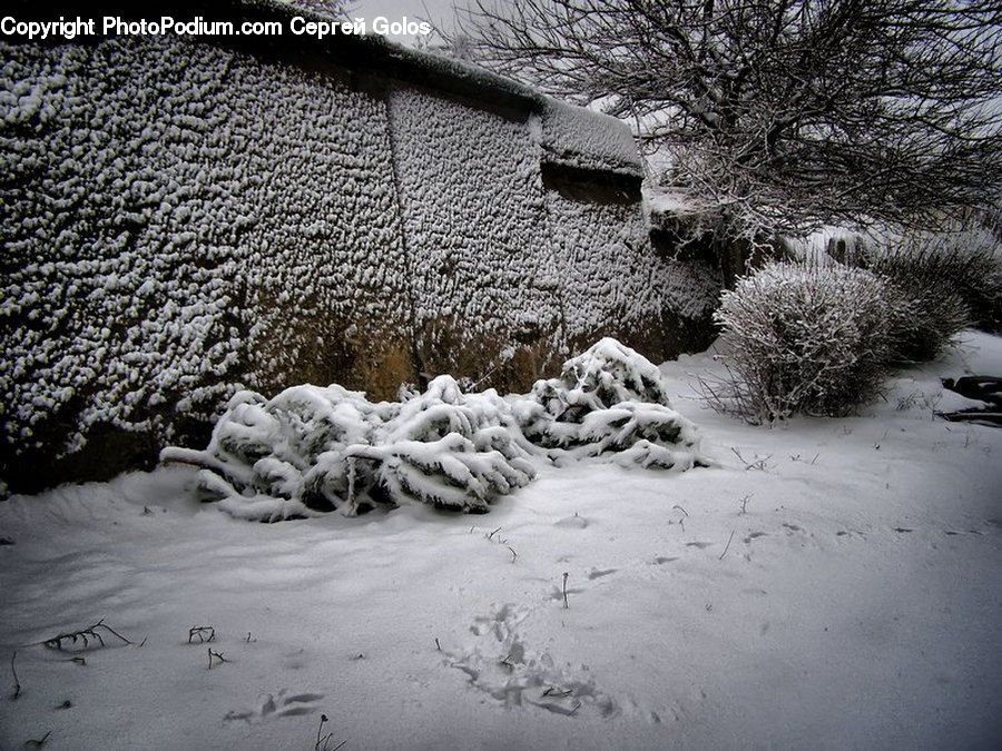 Ice, Outdoors, Snow, Frost, Conifer, Fir, Pine
