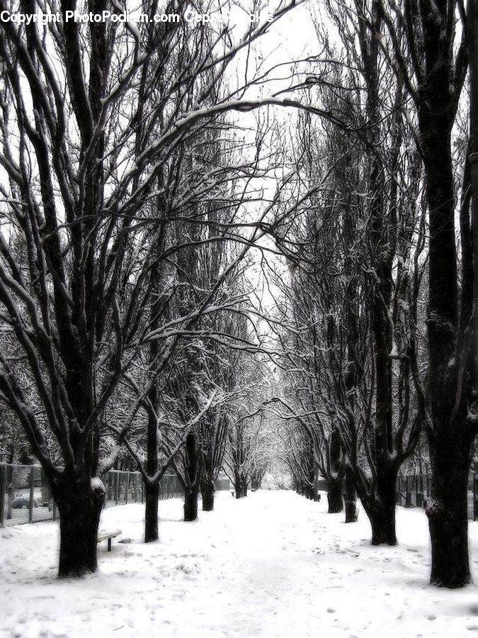 Plant, Tree, Fir, Forest, Grove, Vegetation, Land