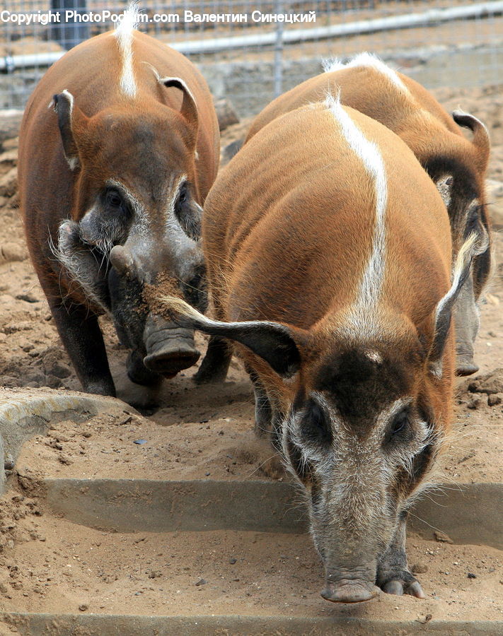 Animal, Boar, Hog, Mammal, Pig, Bongo, Percussion