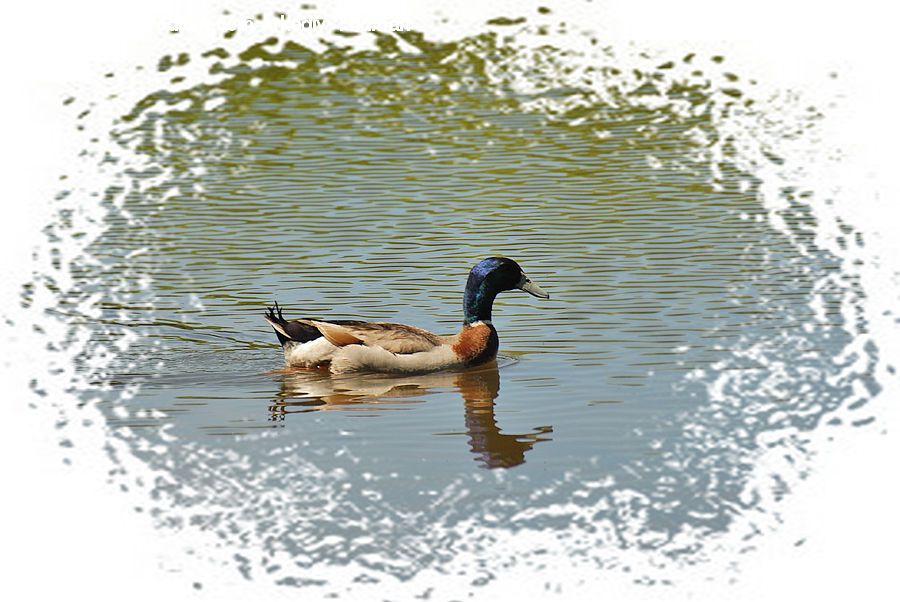 Grass, Plant, Reed, Animal, Canine, Fox, Mammal