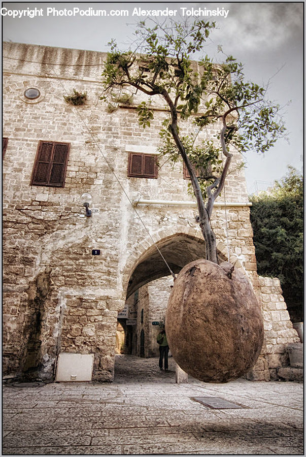 Fence, Wall, Plant, Tree, Rock, Bonsai, Potted Plant
