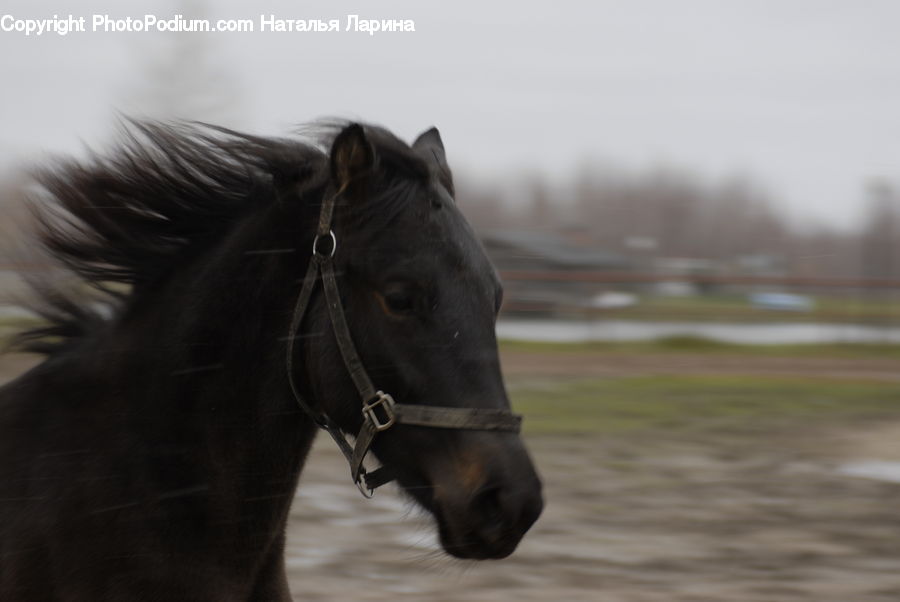 Animal, Horse, Mammal, Stallion, Colt Horse, Foal