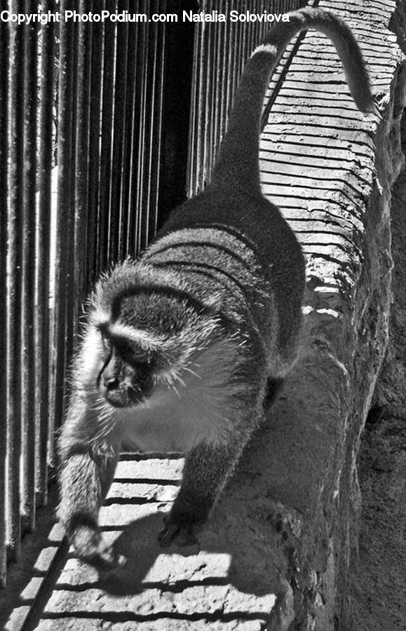 Animal, Zoo, Forest, Jungle