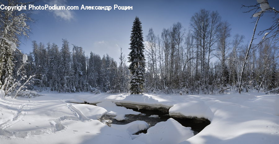 Forest, Vegetation, Conifer, Fir, Plant, Tree, Pine