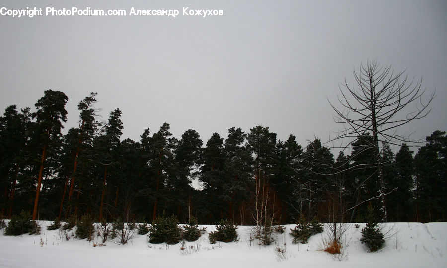 Conifer, Fir, Plant, Tree, Spruce, Wood, Forest