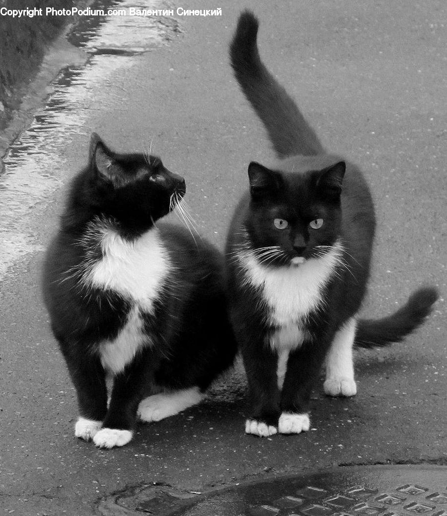 Animal, Adorable, Cat, Mammal, Manx, Pet