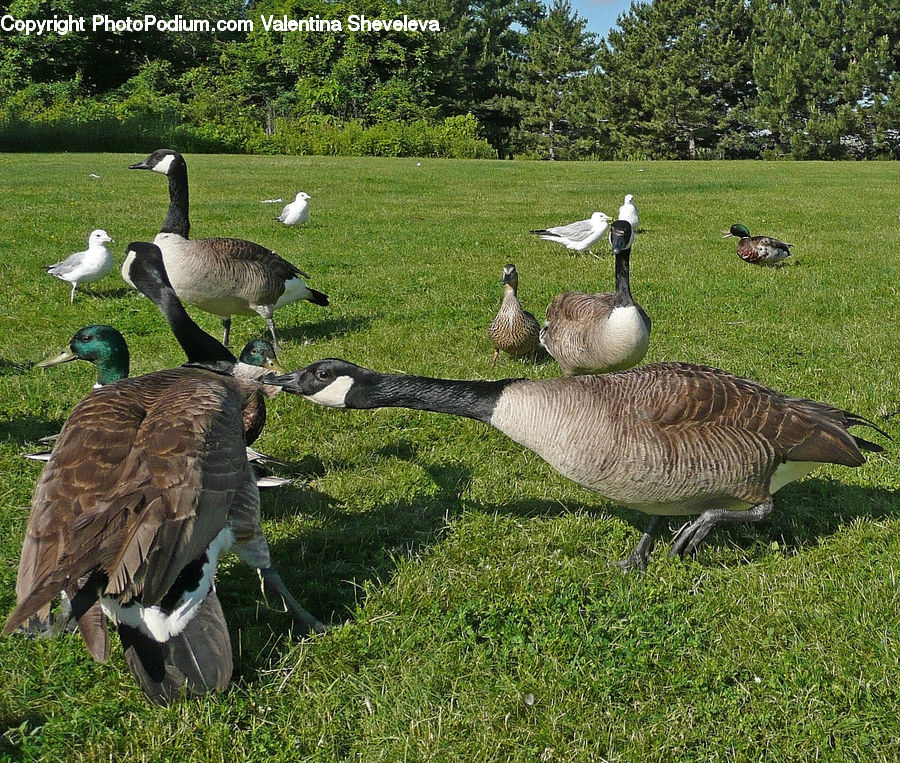 Bird, Goose, Waterfowl