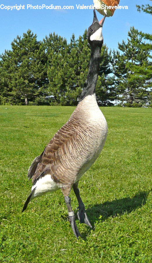 Bird, Goose, Waterfowl, Crane Bird, Heron, Flicker Bird, Woodpecker