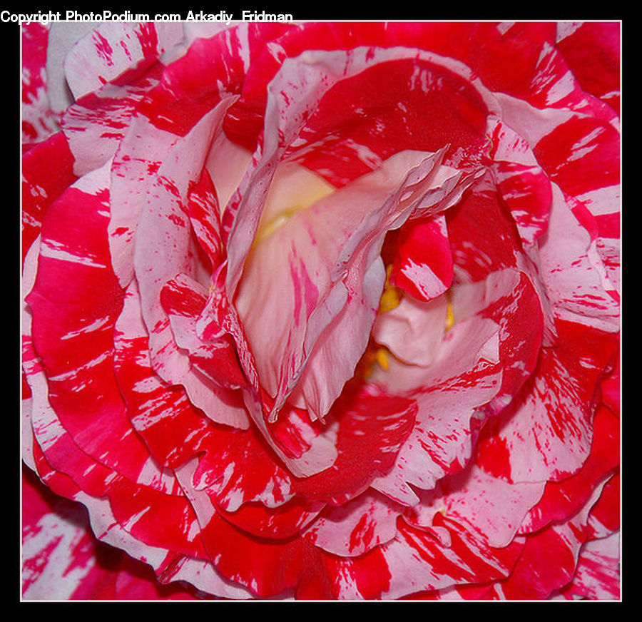 Blossom, Carnation, Flower, Plant