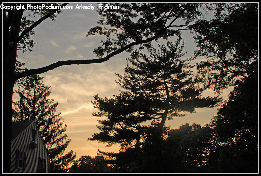 Conifer, Fir, Plant, Tree, Building, Housing, Landscape
