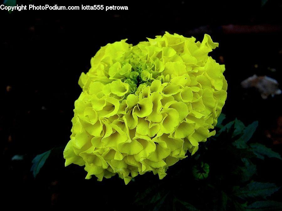 Blossom, Carnation, Flower, Plant, Flora, Petal, Dahlia