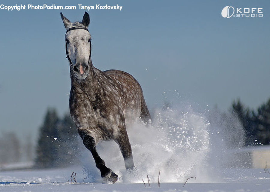 Animal, Donkey, Horse, Mammal, Water, Leisure Activities
