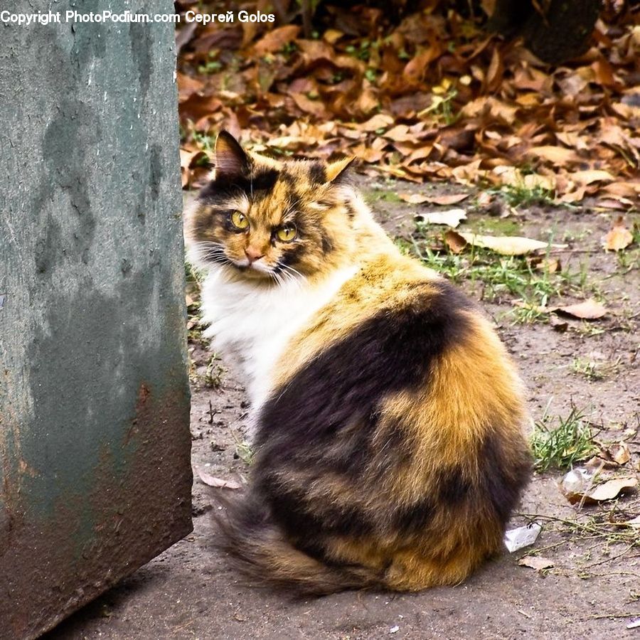 Animal, Cat, Mammal, Pet, Ivy, Plant, Vine